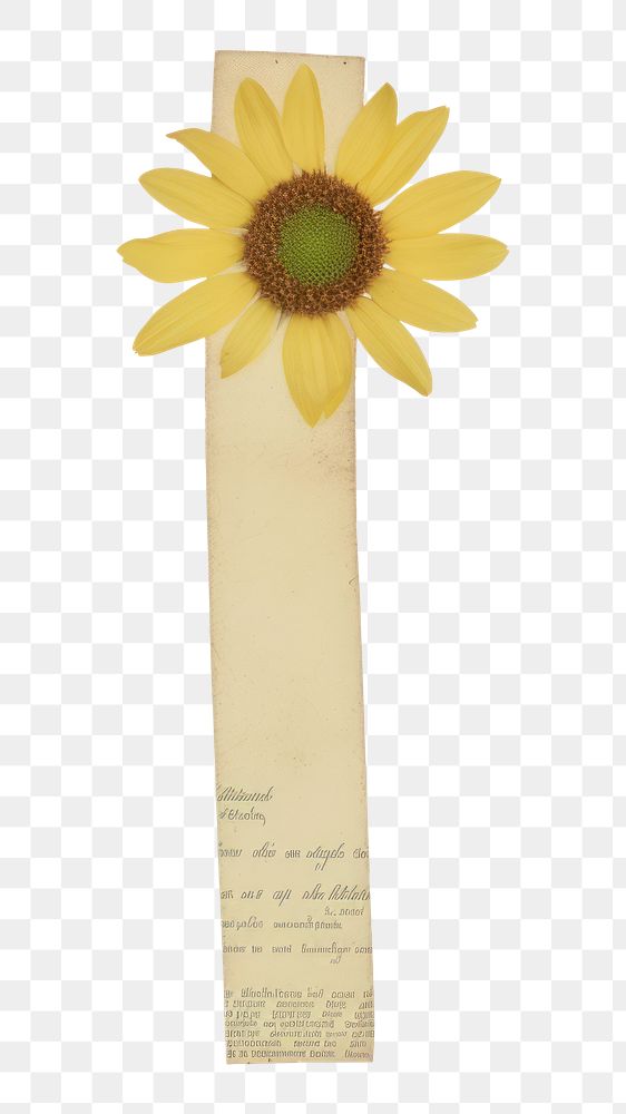 PNG Sunflower plant daisy paper.