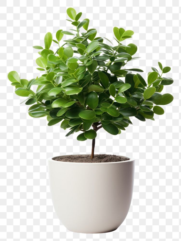 PNG Plant in home bonsai leaf tree