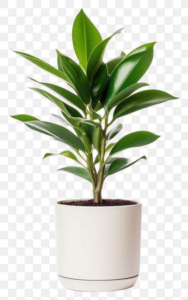 PNG Plant in home bonsai leaf vase