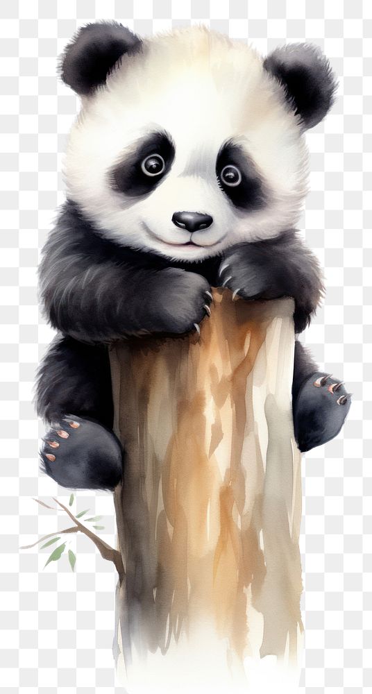 PNG Watercolor of panda wildlife animal mammal.
