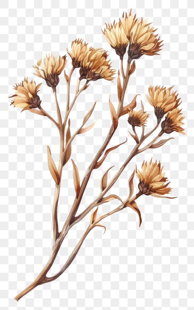 PNG Vector of dry wild flower drawing sketch plant.