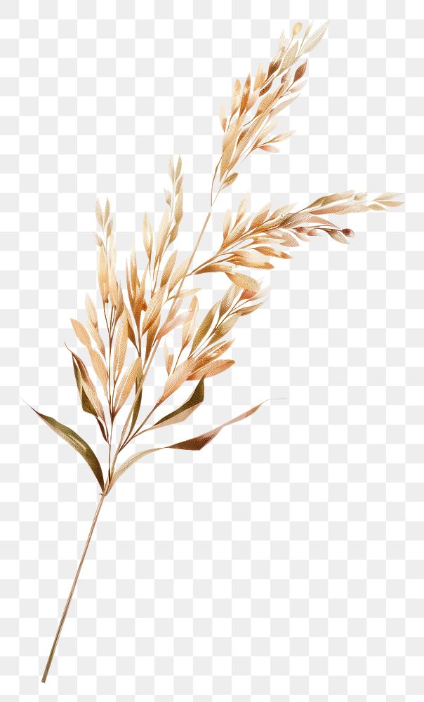 PNG Vector of dry flower plant grass wheat.