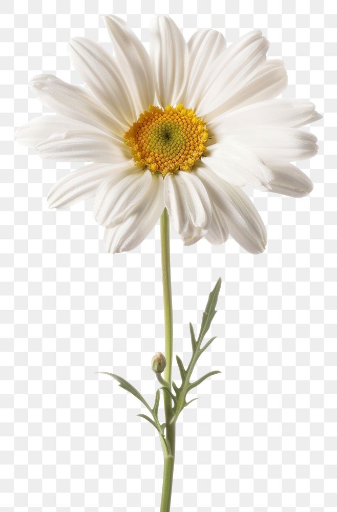 PNG White daisy flowers petal plant white background