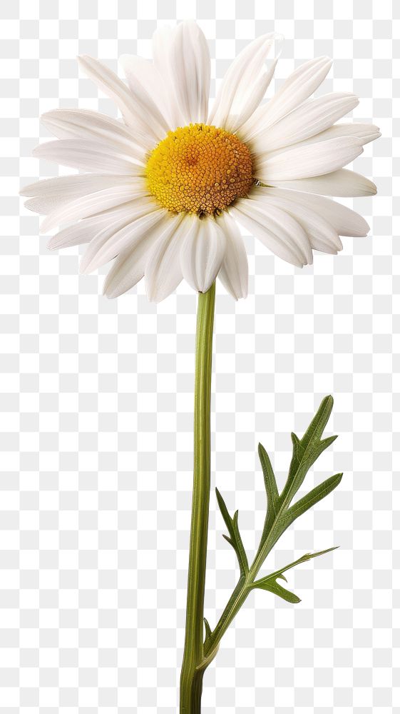 PNG White daisy flowers plant white background inflorescence.