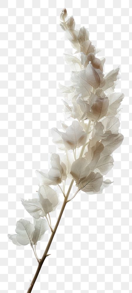 PNG White flowers blossom plant petal