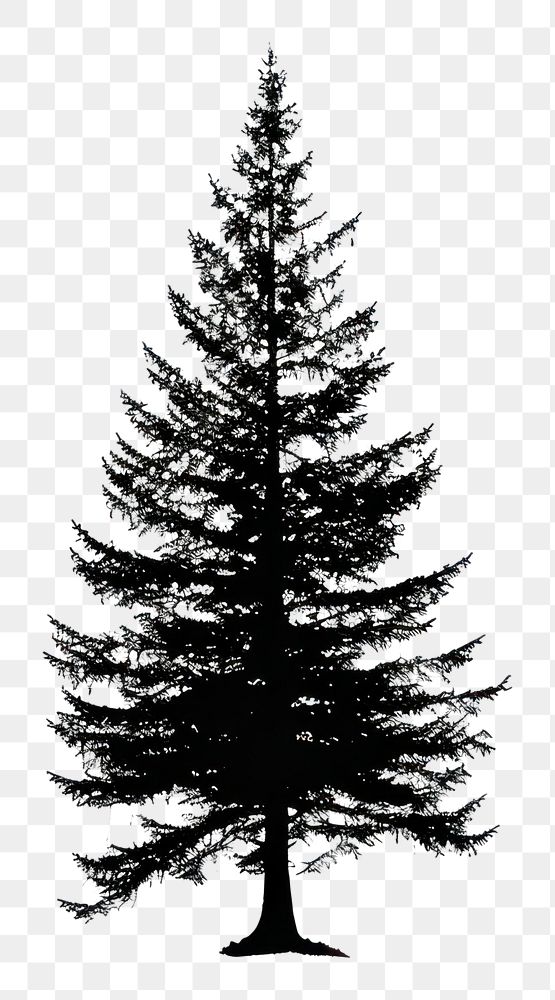 PNG Pine tree silhouette clip art conifer plant abies