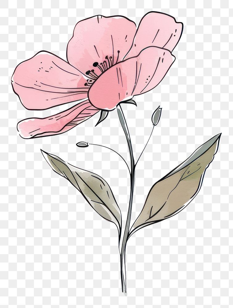 PNG Flower sketch art illustrated.