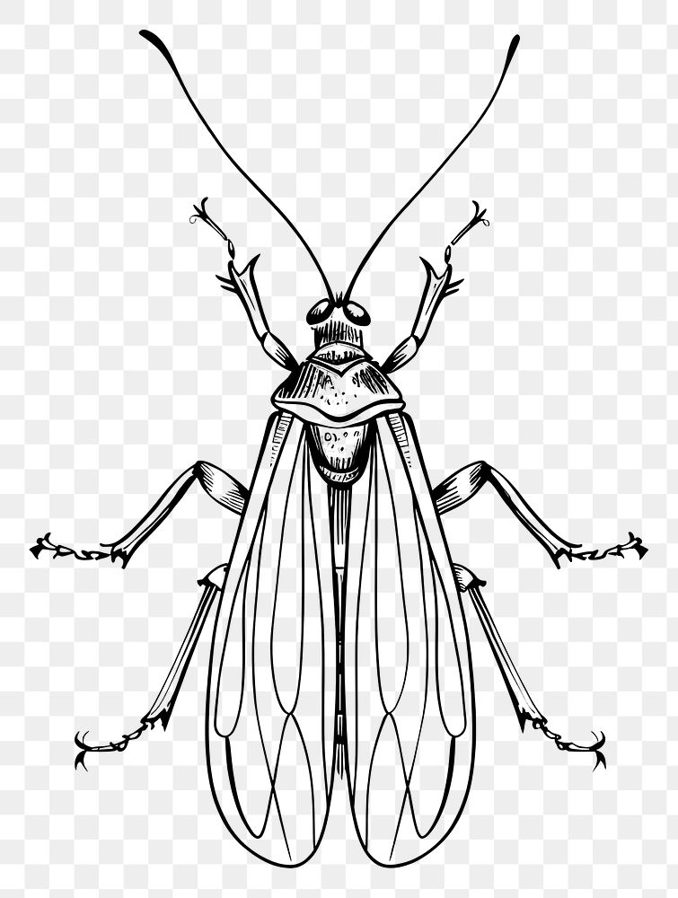 PNG Hand drawn of insect drawing sketch cartoon