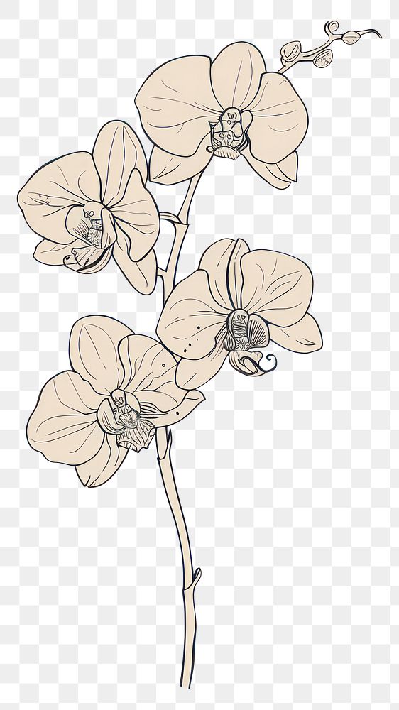 PNG Hand drawn of orchid drawing sketch cartoon