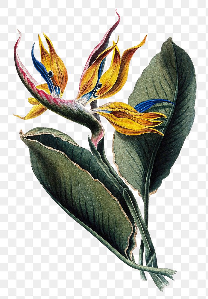 Bird-of-paradise plant png sticker, vintage illustration on transparent background. Remixed by rawpixel. 