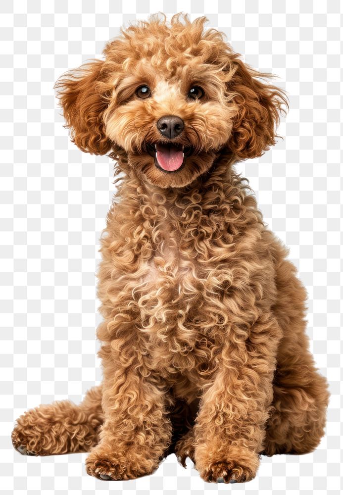 PNG Gold coloured puppy poodle dog mammal animal.