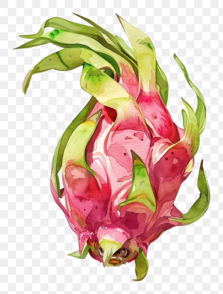 PNG An isolated fresh dragonfruit illustration watercolor vibrant.