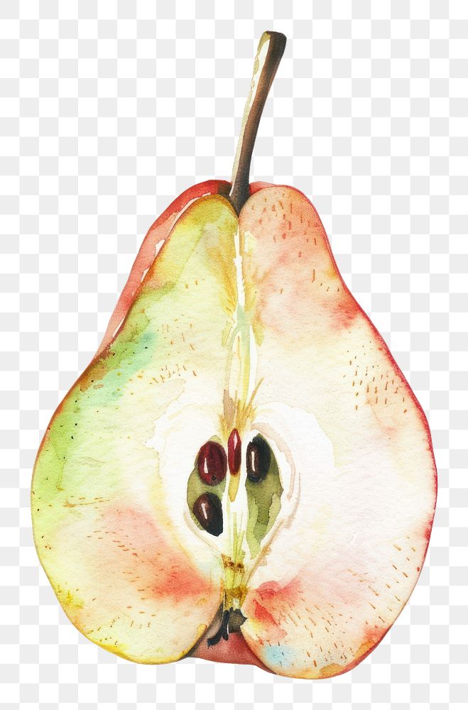 PNG An isolated fresh slice pear food illustration watercolor.