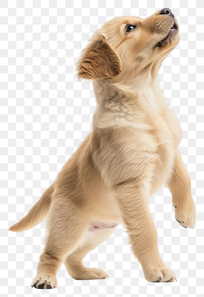 PNG A golden retrival pupply happy standing with two legs background animal puppy.