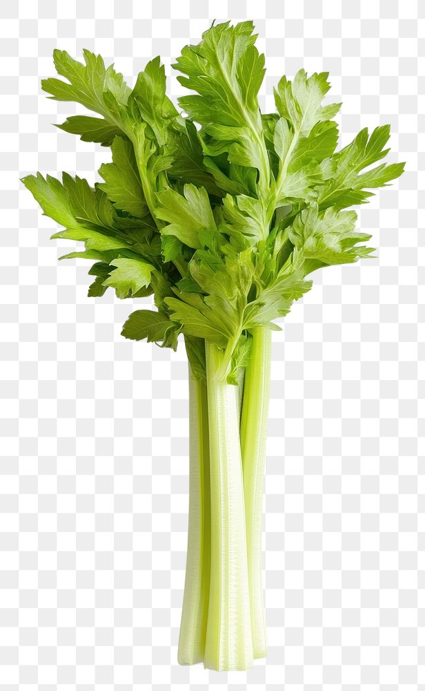 PNG An isolated celery food vegetable parsley.