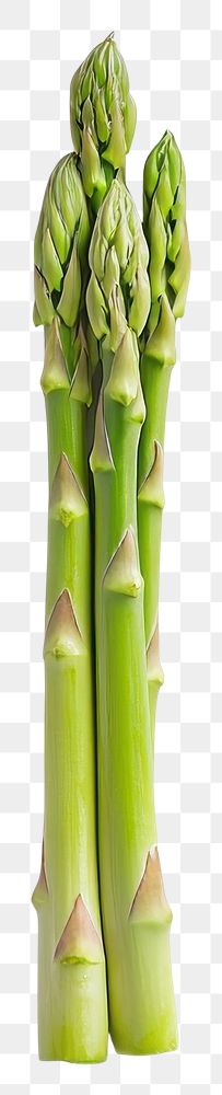 PNG An isolated asparagus food vegetable minimalist.