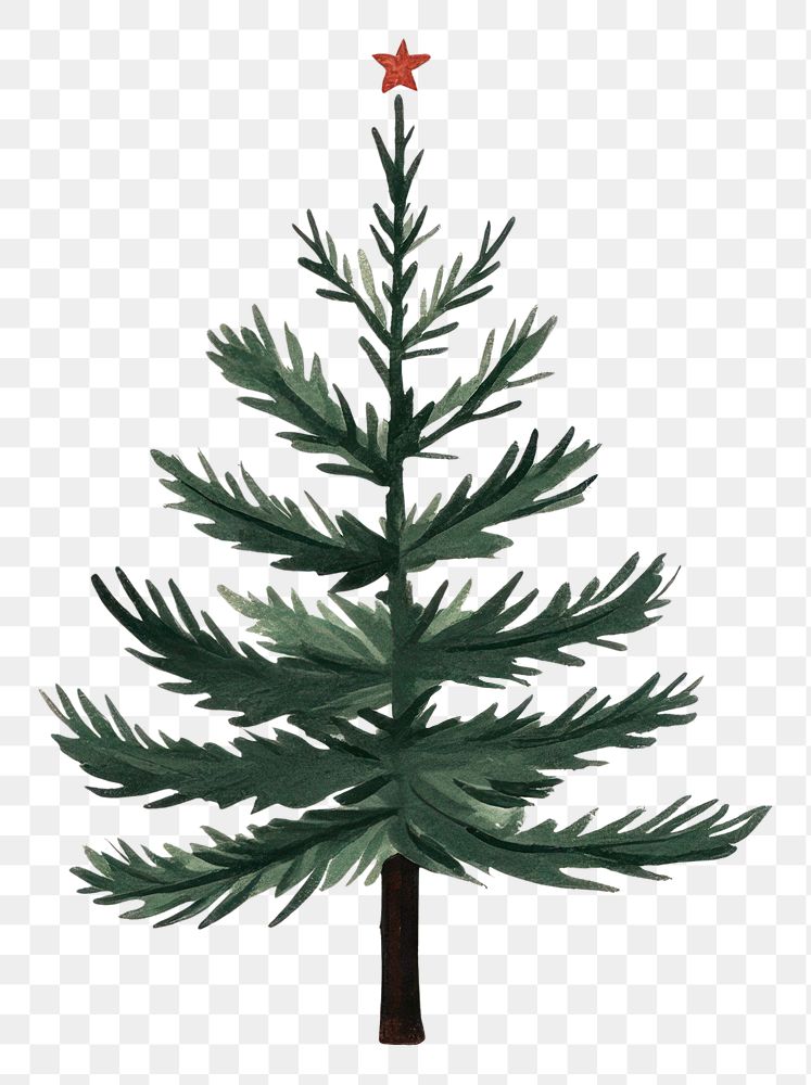 PNG Pine tree christmas illustration holiday.