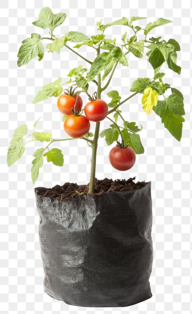 PNG Tomato cherry plant vegetable leaf.