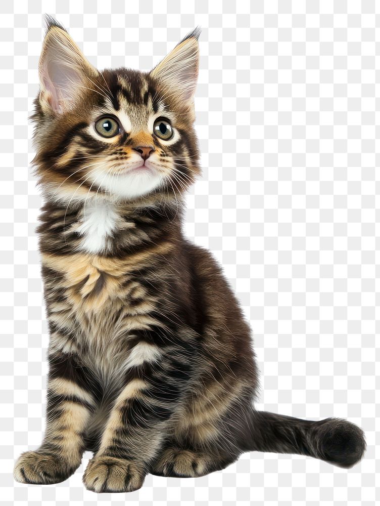 PNG Kitten sit animal cute cat.