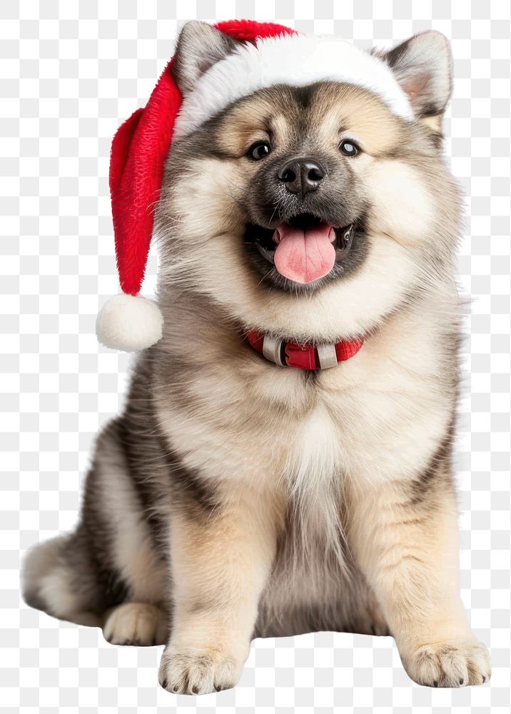 PNG Dog wearing a santa hat puppy happy cute.