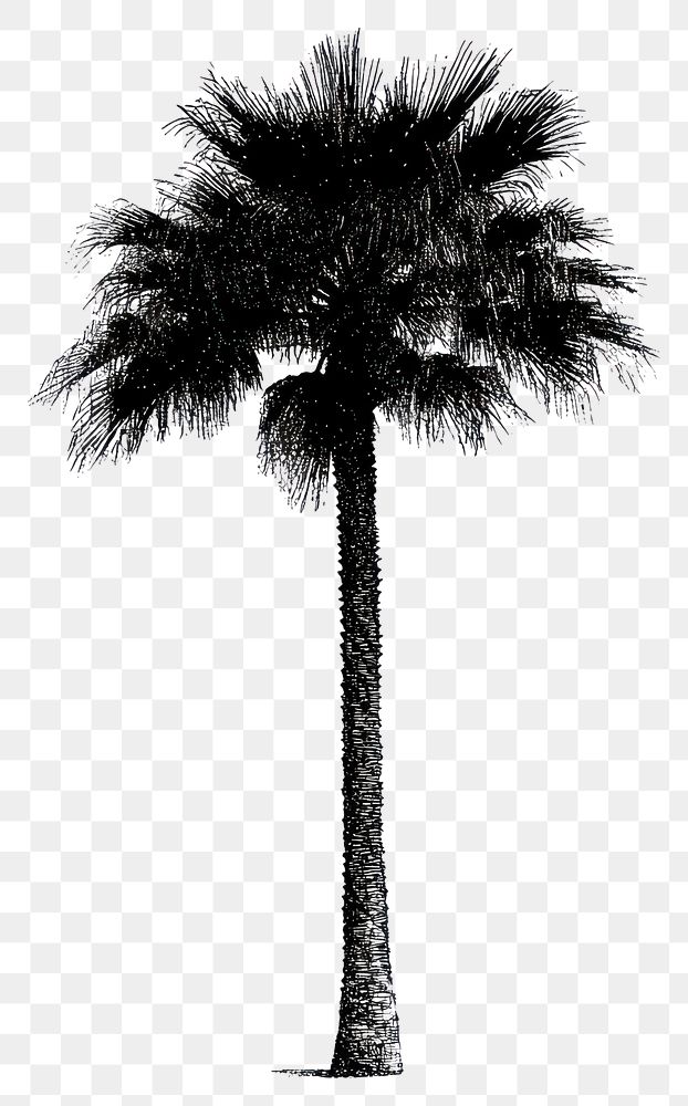 PNG Palm tree retro photocopy stipple effect silhouette isolated white.