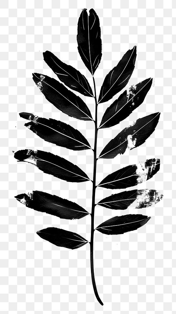 PNG Fern Leaf leaf simple plant black.