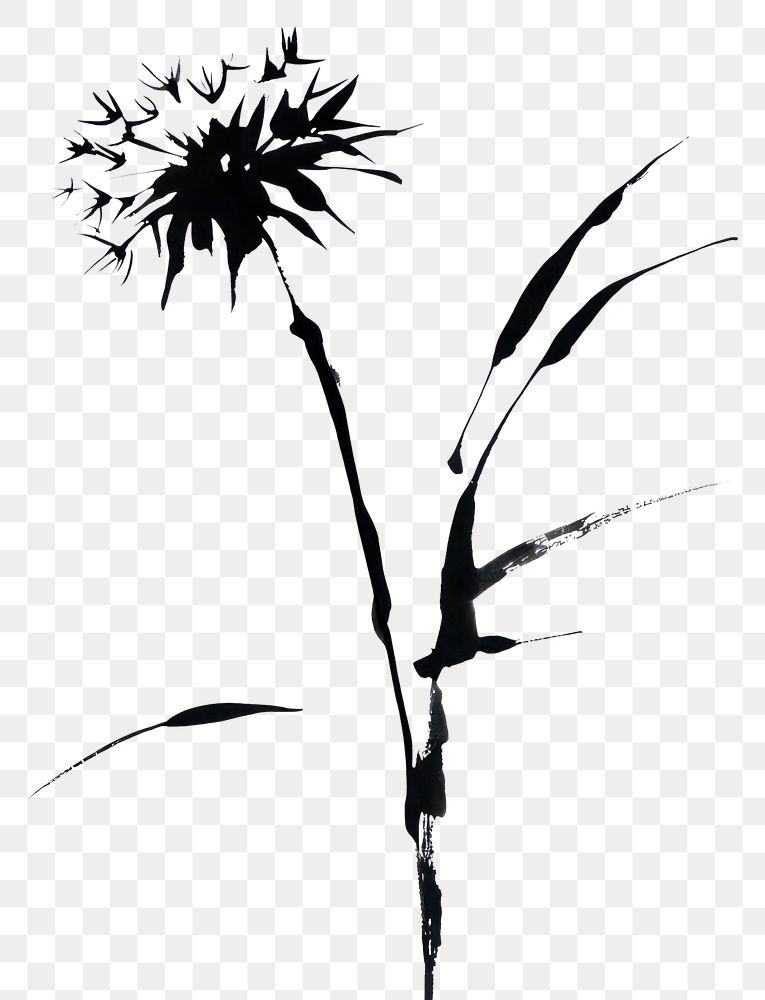 PNG Dandelion flower black white.