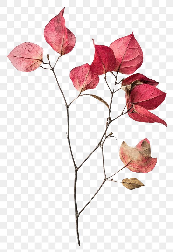 PNG Real Pressed a bougainvillea flower leaves leaf.