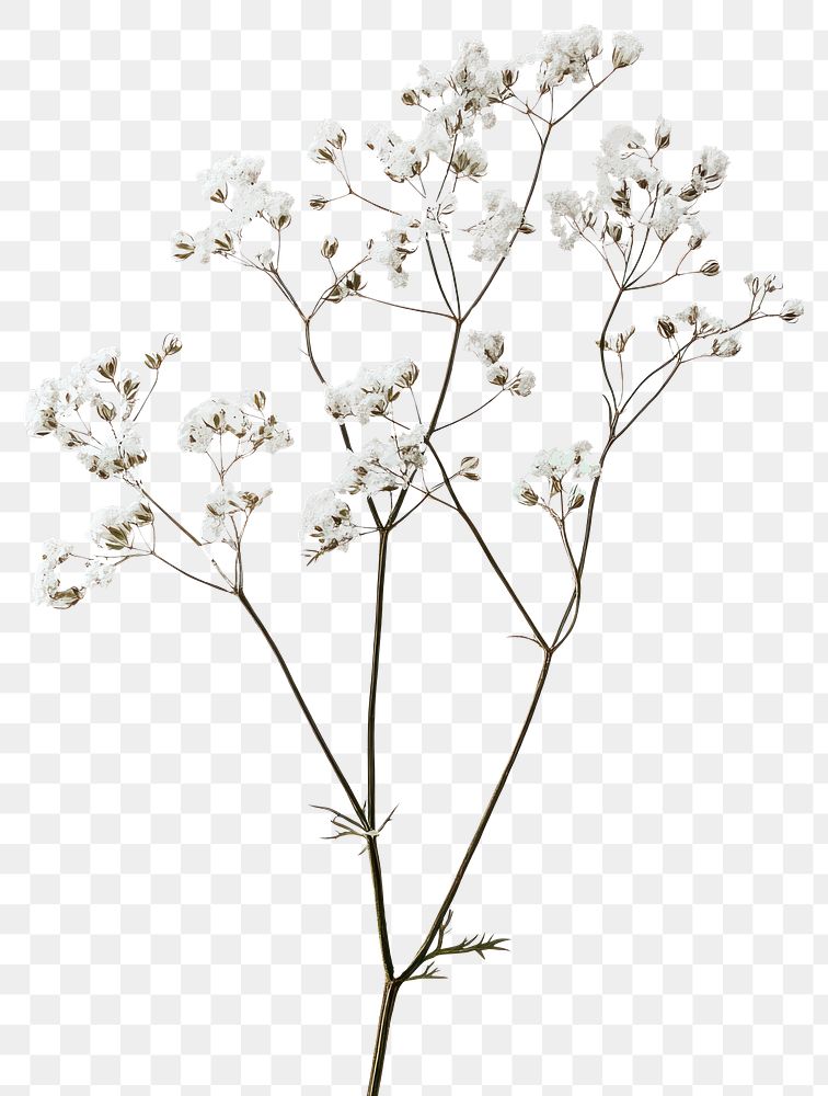 PNG Real Pressed a gypsophila flowers white art.