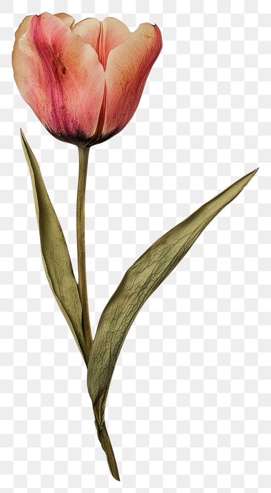 PNG Real Pressed a tulip flower pressed art.