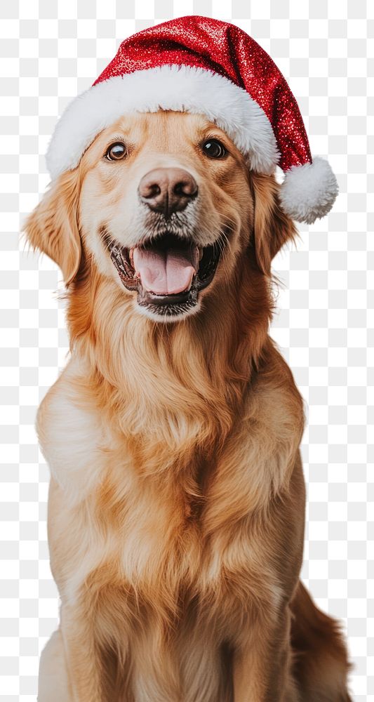 PNG Golden Retriever dog retriever christmas golden.