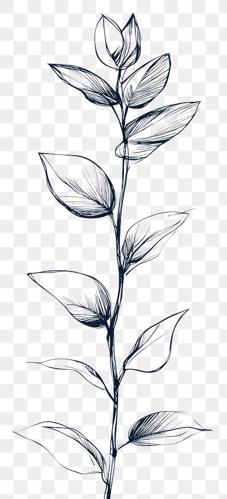 PNG Hand drawn of plant drawing art minimalist.