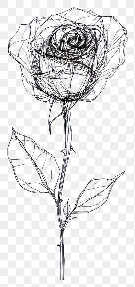 PNG Hand drawn of rose drawing art minimalist.