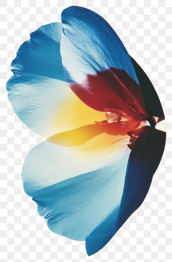 PNG Vibrant flower petals expression.