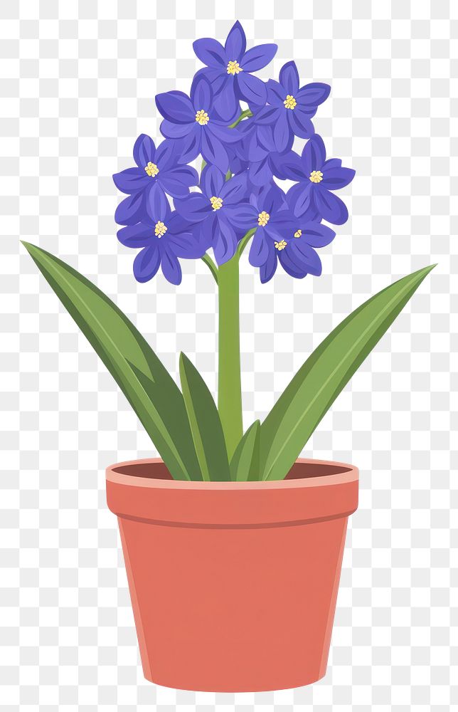 PNG Hyacinth flower potted plant illustration hyacinth purple.