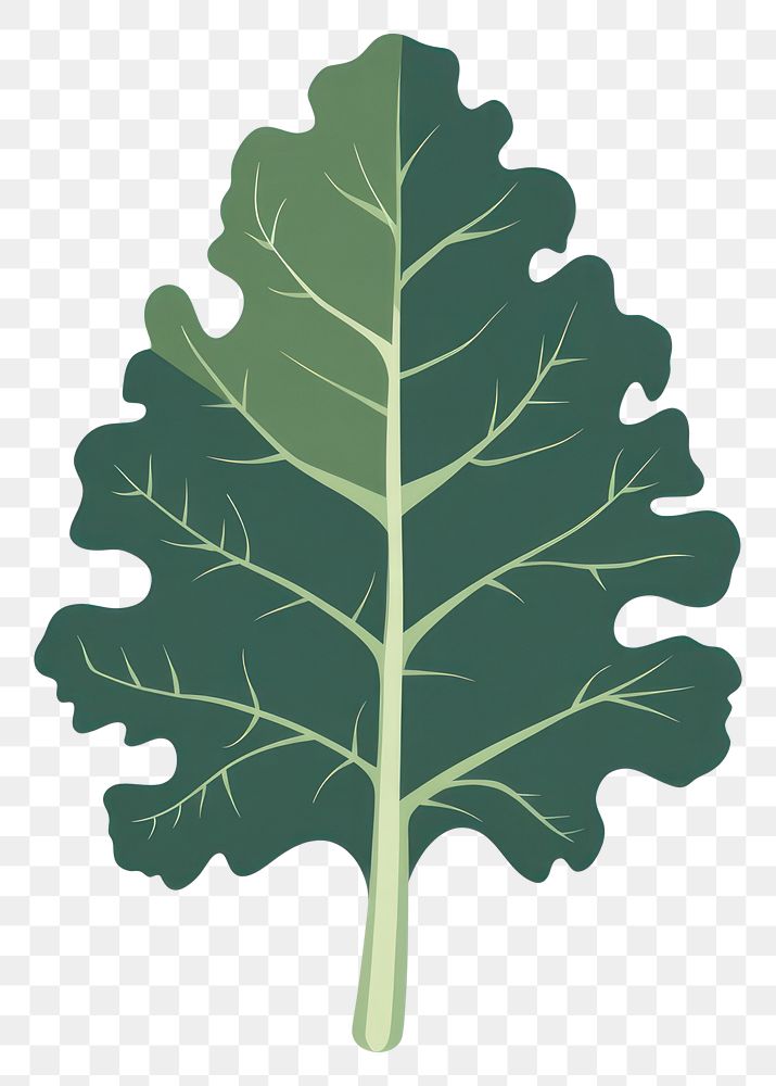 PNG Kale leaf illustration design.