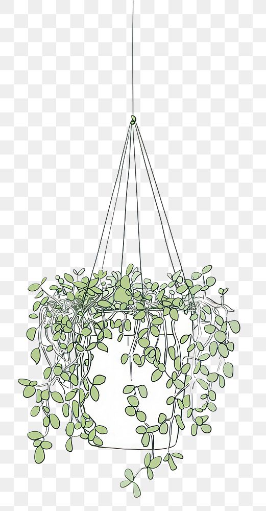 PNG Illustration hanging plant line.