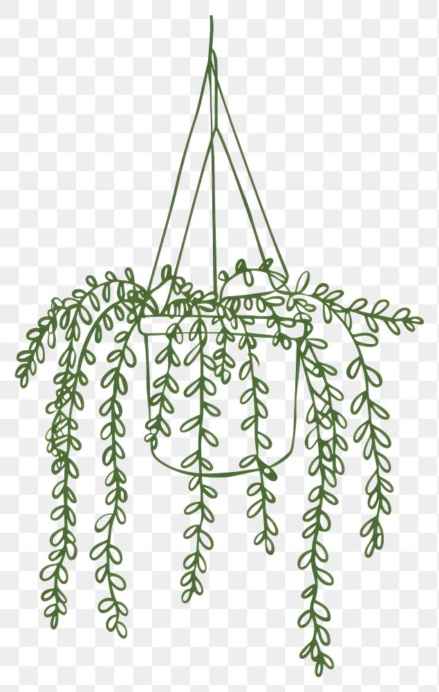 PNG Hanging Sword fern plant illustration green.