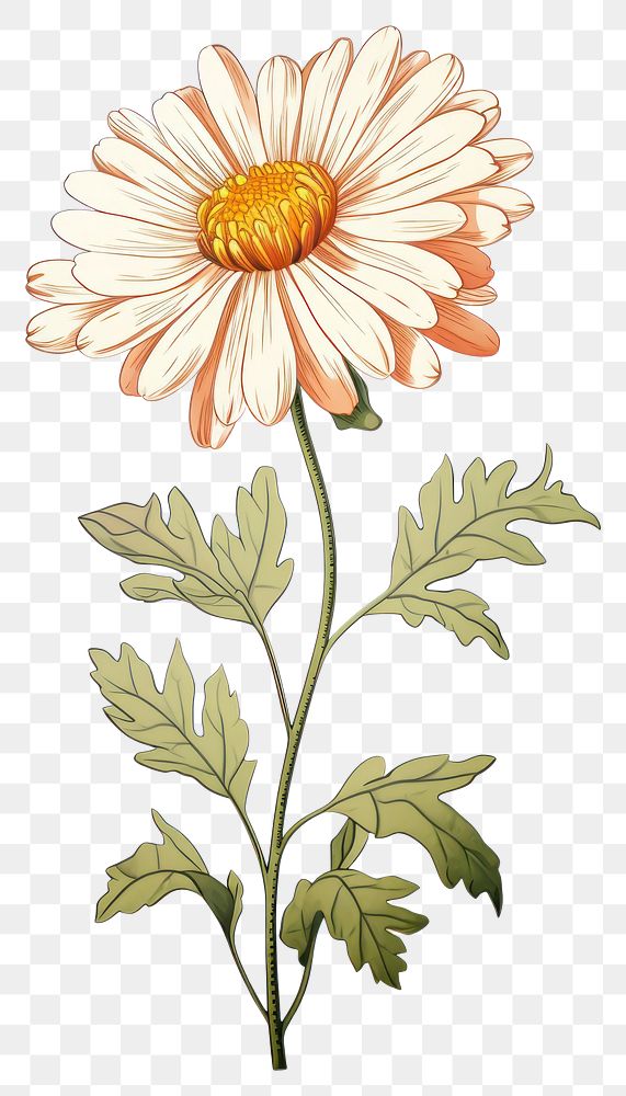 PNG Daisy flower style art.