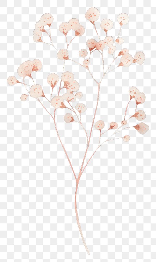 PNG Aesthetic Gypsophila flower flowers art illustration.