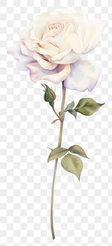 PNG Pastel coquette white rose art illustration flower.