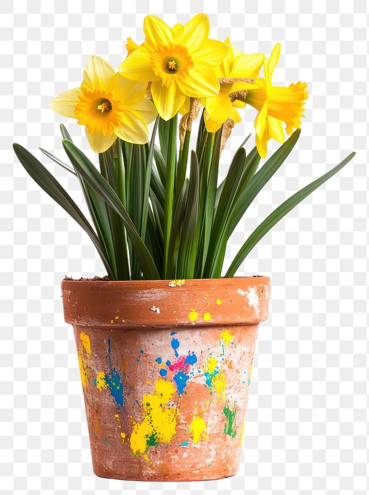 PNG Yellow daffodils artistic flower spring.