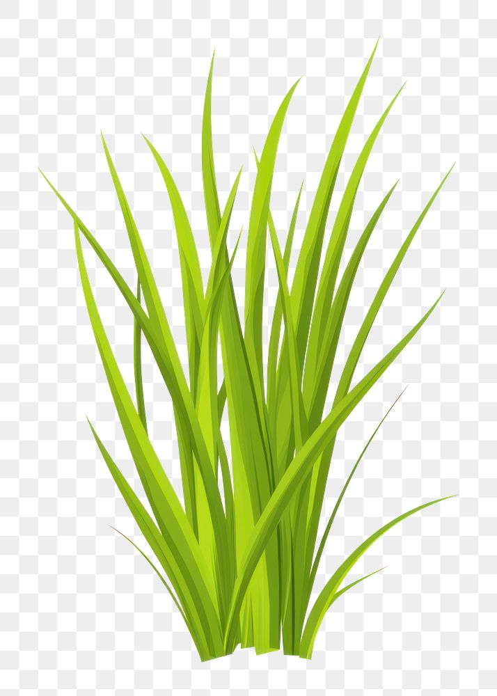 PNG Green grass illustration plant art.