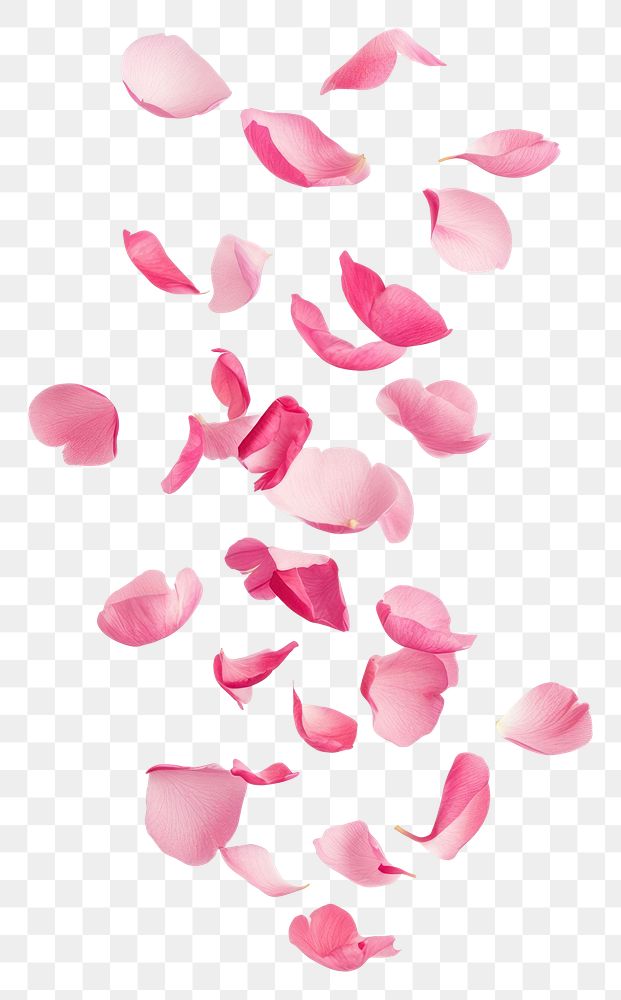 PNG Pink petals floating background isolated flower.