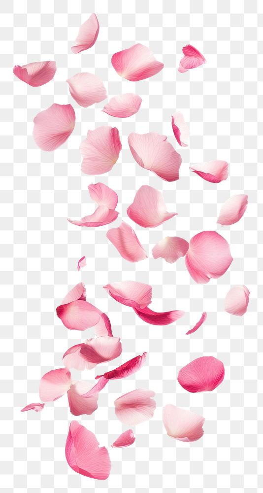 PNG Pink petals floating atmosphere delicate elegance.