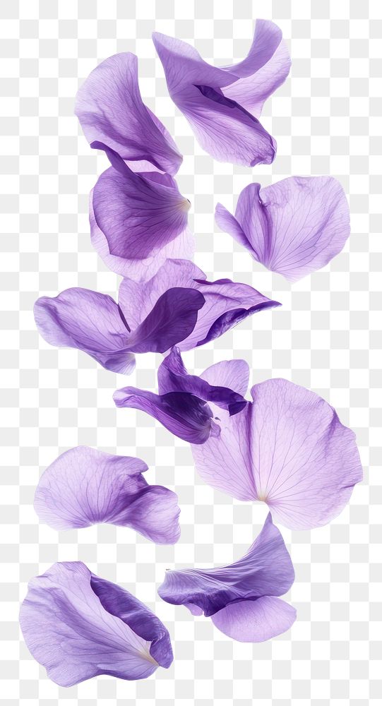 PNG Purple petals floating flower arrangement delicate.