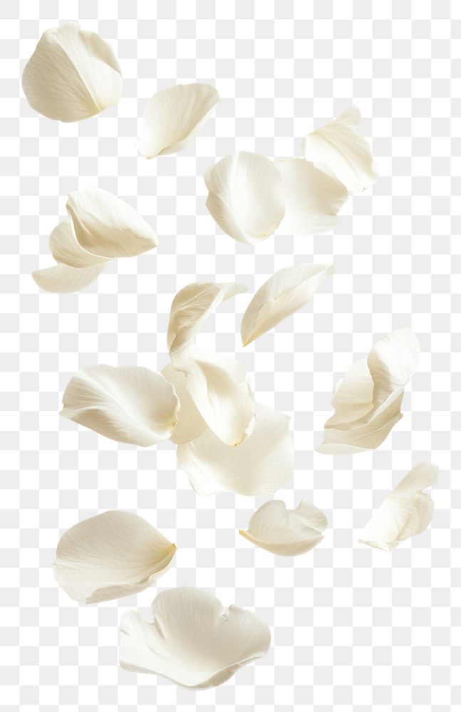 PNG White petals floating background white air.