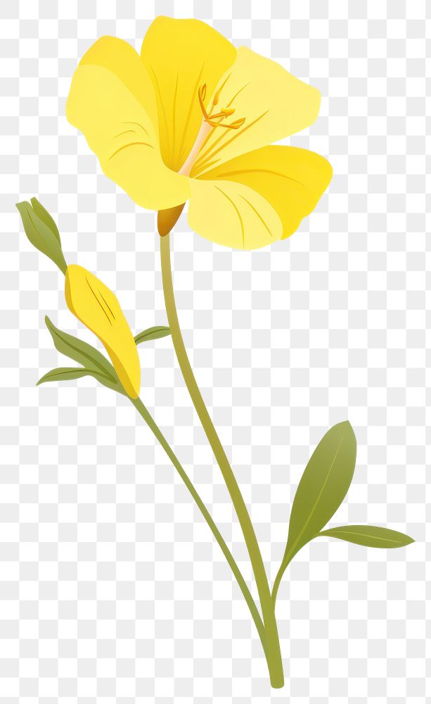 PNG Common evening primrose illustration flower design.