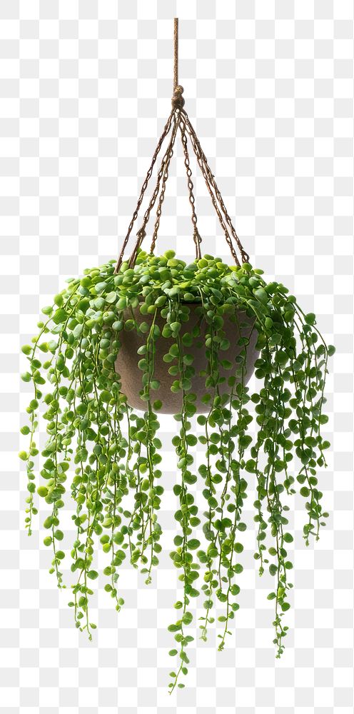 PNG Plant hanging gardening botanical.