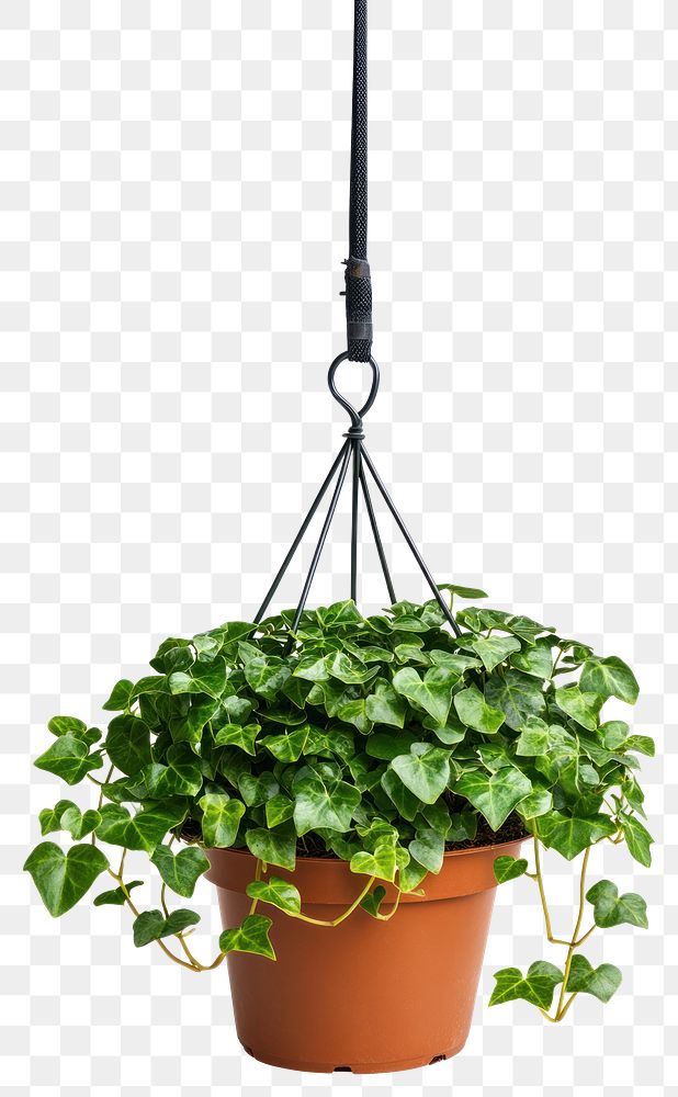 PNG English Ivy plant ivy hanging.